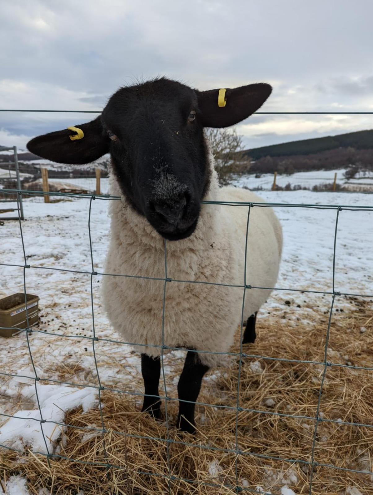 Lettoch Farm Bed & Breakfast Dufftown Ngoại thất bức ảnh